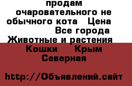 продам очаровательного не обычного кота › Цена ­ 7 000 000 - Все города Животные и растения » Кошки   . Крым,Северная